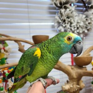 Amazon Parrot for Sale