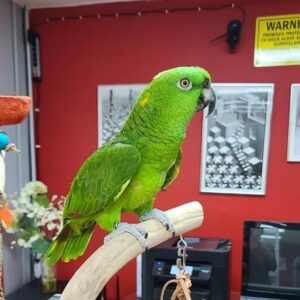 Pet Birds for Sale